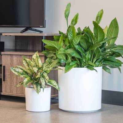 Beli Pot Bunga Serat Kaca yang Disesuaikan untuk Tanaman Indoor online manufacture