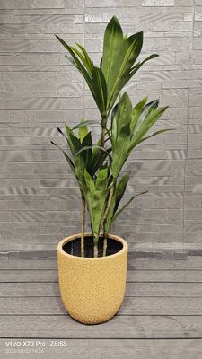 Beli Pola Kulit Melon Honeydew Kuning Pola Bundar Fiber Clay Planter Proyek Pertamanan online manufacture