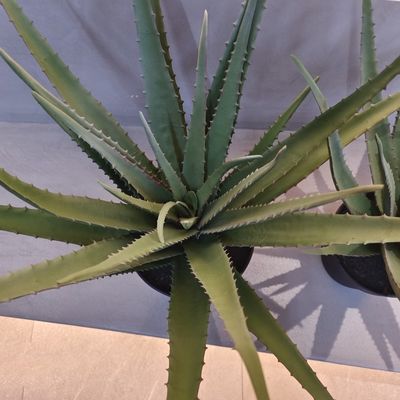 Tumbuhan Aloe Plastik yang Nyata Dekorasi Hijau Aloe Vera buatan luar ruangan